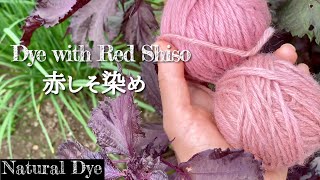 RED SHISO (Perilla)) NATURAL DYE】CITRIC ACID ADDED | THE COLOR