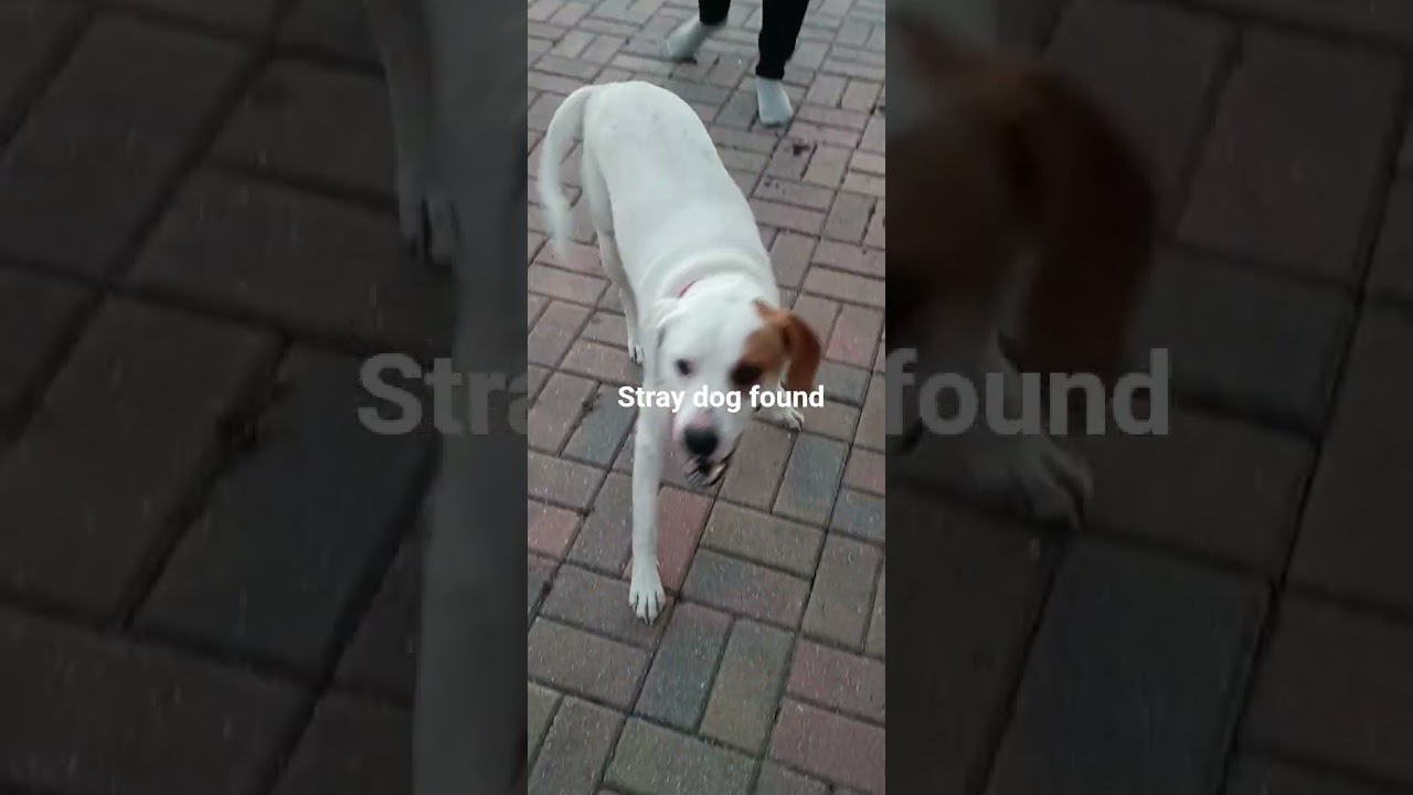 Найдена собака возле пересечения улиц Хеликон и Финнеган.