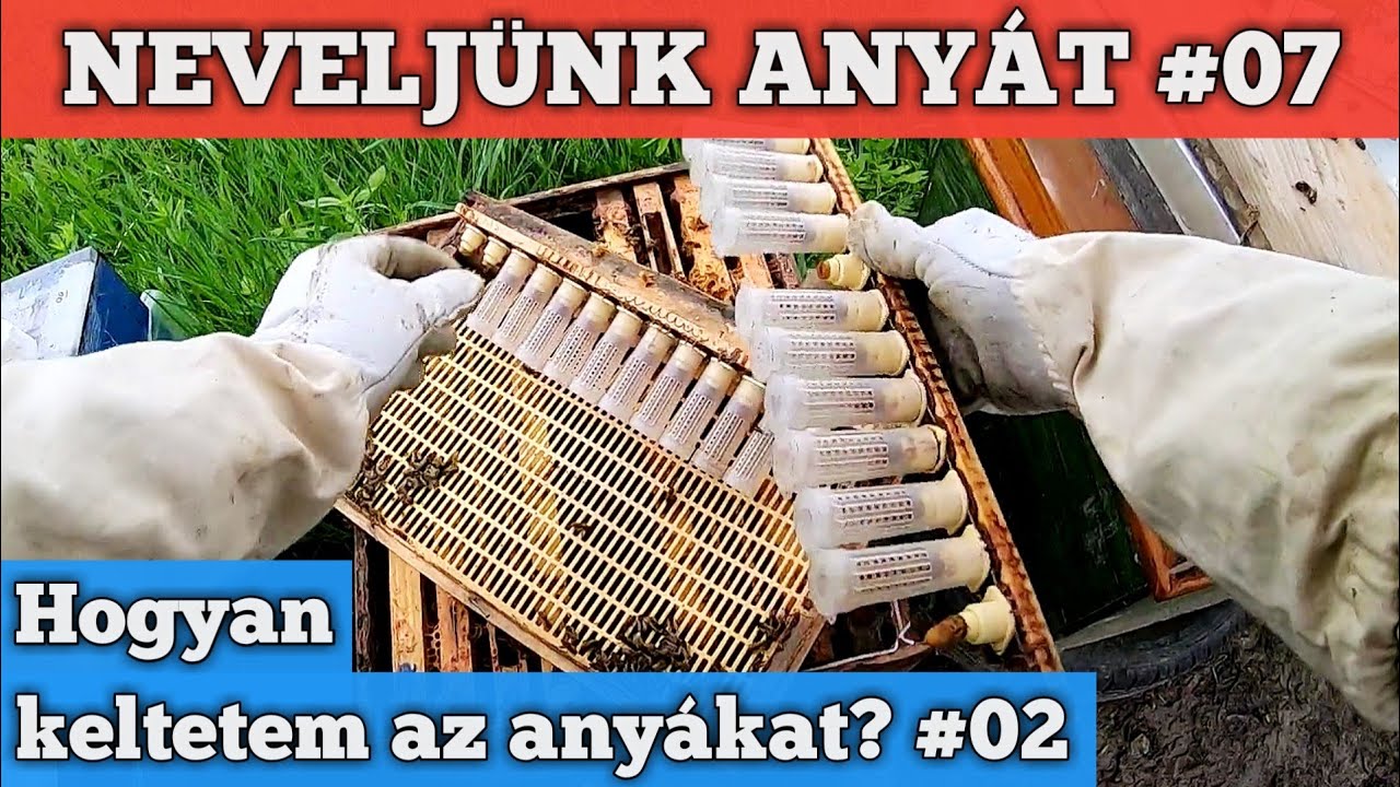 Hogyan keltetem az anyákat? 2. rész - Neveljünk anyát #07