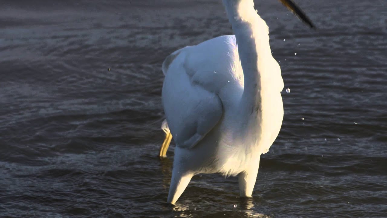 Great Egret Strikes at Fish and Misses