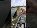 Bass Went Crazy for the Coike Rig! #bassfishing #fishing #bass #largemouthbass