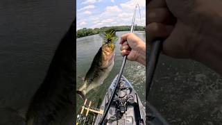 Bass Went Crazy for the Coike Rig! #bassfishing #fishing #bass #largemouthbass