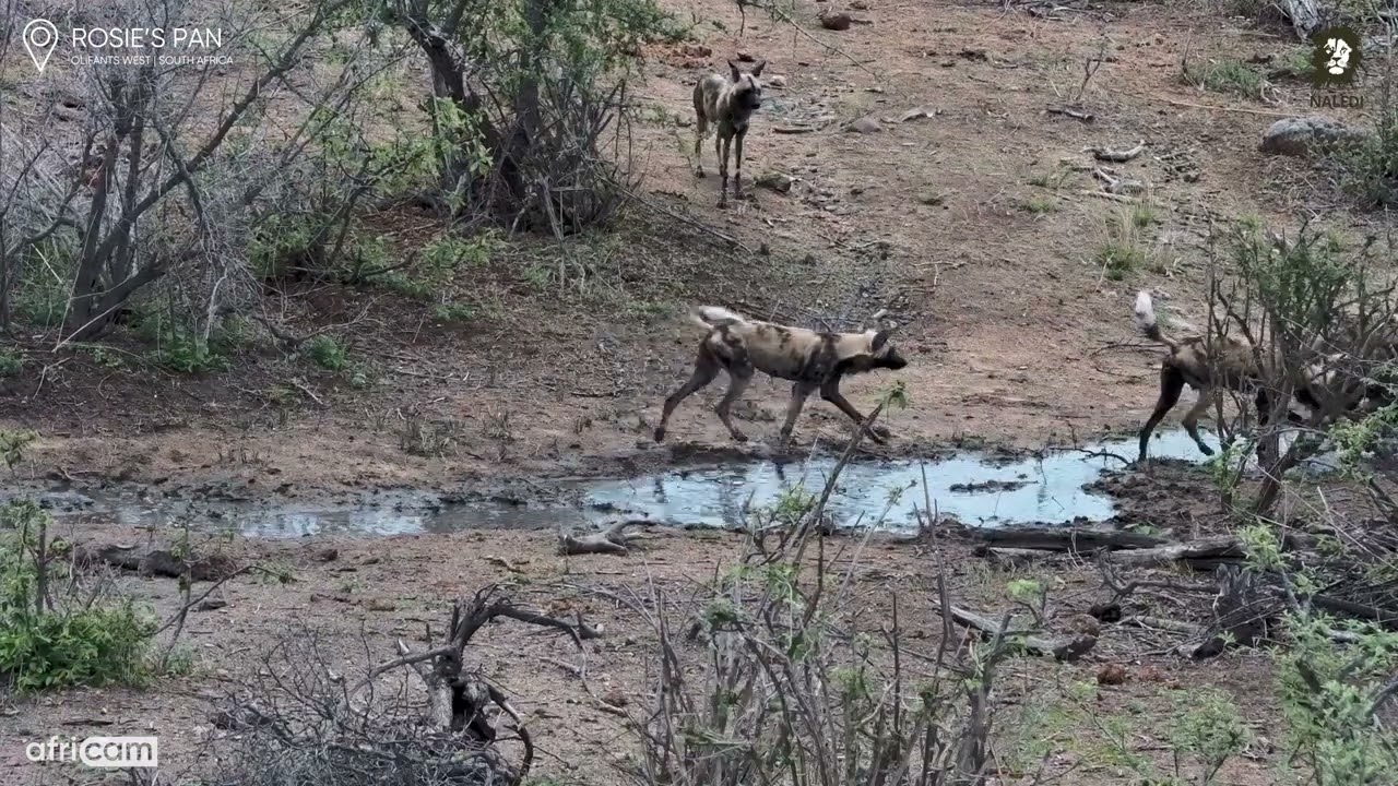 Painted Wolves’ Quick Puddle Party