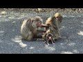 Japanese Monkey New Born