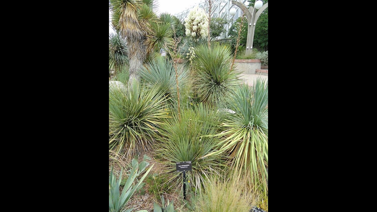 Garden Answer: Yucca Thompsoniana   Thompson's Yucca