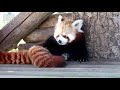 Panda roux : Yin et la petite Himiko (Pairi Daiza)