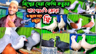 ড্যানিশ বিউটি লাহোরি সহ ৩৫+ জোড়া কবুতর ডিম বাচ্চাসহ | পানির দামে কবুতর কিনুন- রাশেদ ভাইয়ের খামার