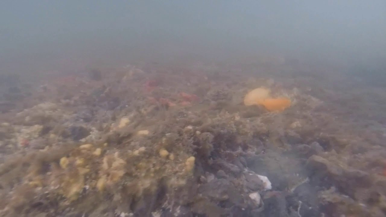 Lemon nudibranchs — Dendrodoris citrina