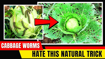 The BEST Natural Way to Get Rid of Cabbage Worms FAST!