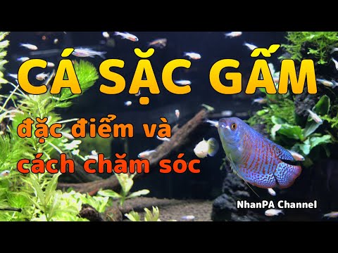 Video: Cắt tóc cho Bichon Frise