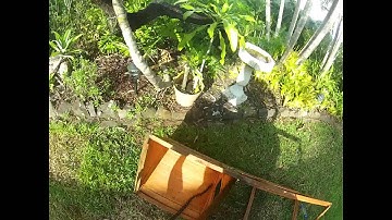 Python in a guinea pig cage