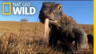 One Bite Killer Dragon | Nat Geo Wild
