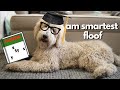 Testing My Dog’s Intelligence - Giant Standard Poodle | Floof Dog vs Stoopid Cats in IQ Test