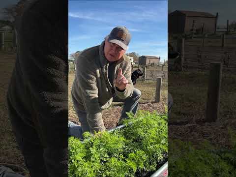 Cold Hardy Veggies
