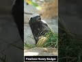 The Most Fearless Animal on Earth – Honey Badger #HoneyBadger #FearlessAnimal #Wildlife