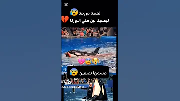 جيسيكا مربية الاوركا الحوت جيسيكا Fouryou Food اكسبلور Fyp Viral تيك توك Viralvideo حوت 
