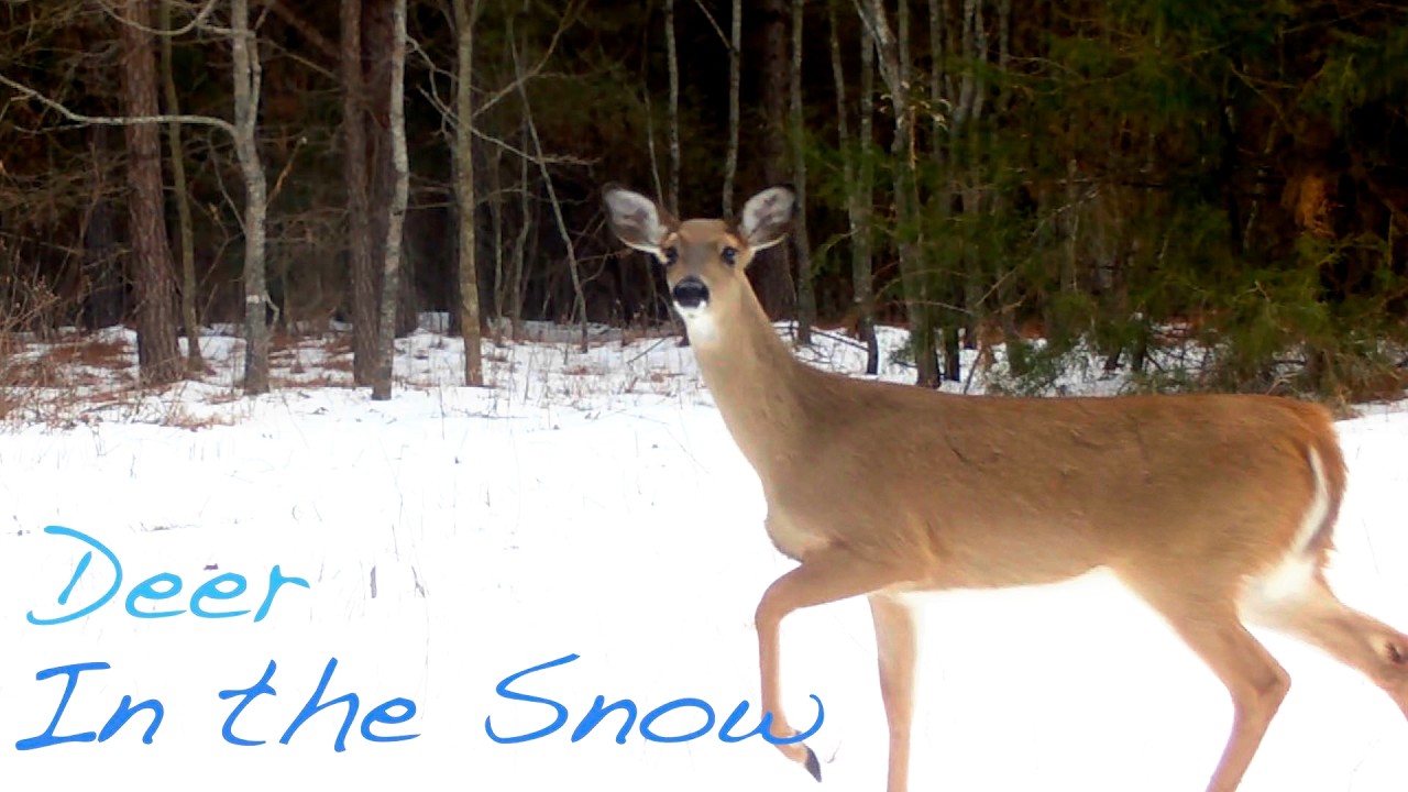 What do deer do in a snow storm?  | Game camera snow footage