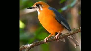 masteran anis hutan gacor alam