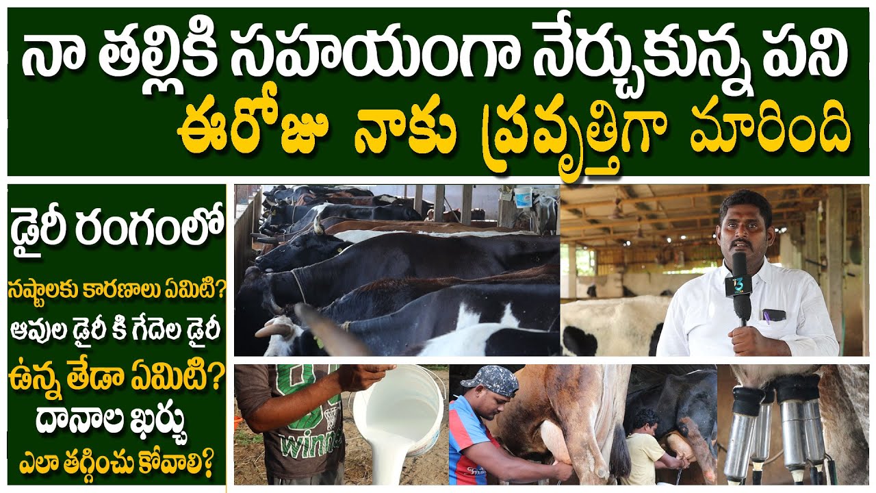 Sri anjaneya dairy farm Farmar Prasad Success Story || Real facts about cow dairy farming || i3MEDIA
