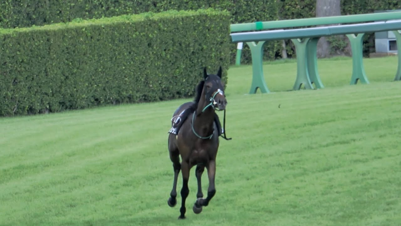 【放馬】芙蓉ステークスに出走した⑧マイネルブリックス、横山武史を落として伸び伸び１周走り、みんなのところへ 現地映像