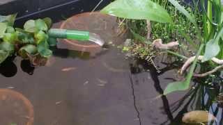 ベランダビオにテトラパワーフィルター設置 明日も釣り日和