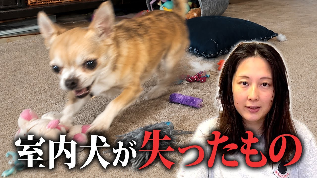 リラックスしている犬 Did you know that 