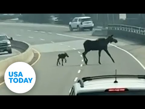 Baby moose caught on camera struggles to keep up and gets stuck | USA TODAY