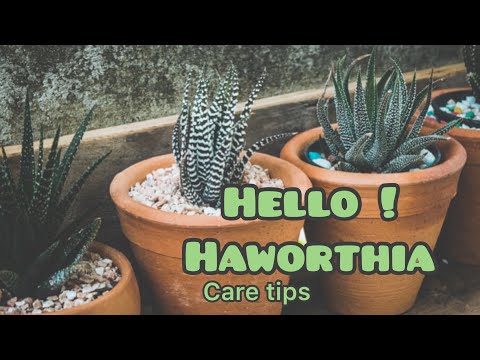 || HOW TO CARE FOR A HAWORTHIA || HAWORTHIA CARE TIPS N DETAIL ||