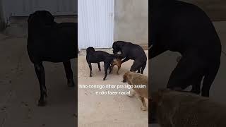 Dog mating videos #dog