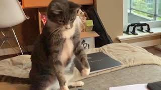 Funny | Cute | Fails Cat Compilation #13 by My Lovely Cat 19,277 views 3 years ago 5 minutes, 38 seconds