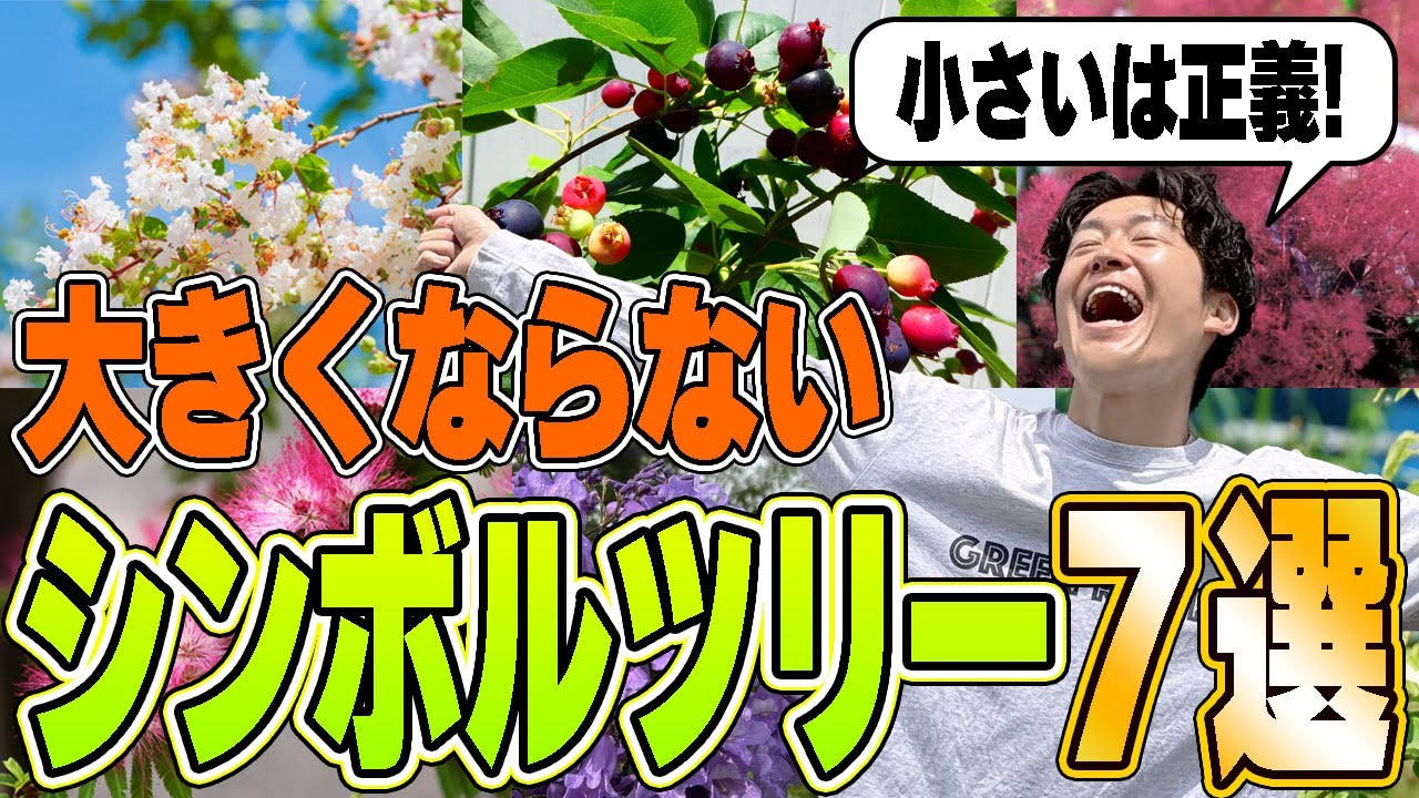 【矮性7選】大きくならない植木で楽して素敵な庭を手にする７種はコレだ！