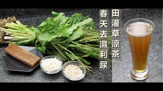 袪濕抗炎【田灌草涼茶】及【田灌草湯水食譜】袪濕利尿 #聲音導航 #中文字幕 #養生食譜