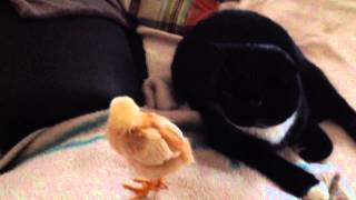 Katze Hat Angst Vor Küken