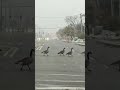 Unbothered Geese Hold Up Traffic on a Green Light