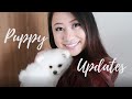 LEO | How We Train Our White Pomeranian Puppy | 15+ Tricks