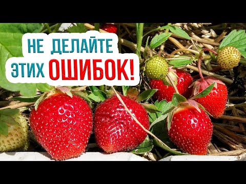 Посадка клубники осенью: эти советы УДВОЯТ УРОЖАЙ! Сажаем землянику в сентябре
