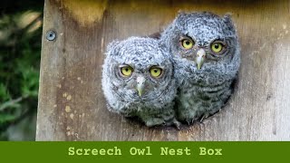 Putting up a Screech Owl Nest Box