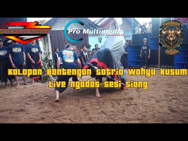 Kalapan Banteng Satrio wahyu Kusumo Live Ngadas class=
