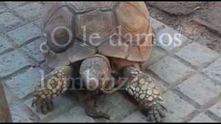 Tortuga terrestre comiendo lombriz