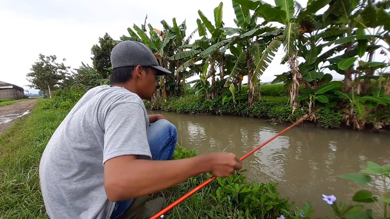  Mancing  di  Sungai  yang Banyak Ikan nya Saat Musim Hujan 