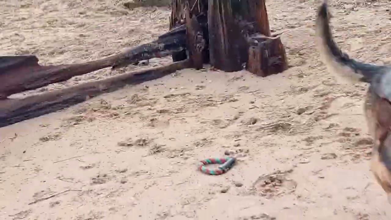 No more barking woohoo