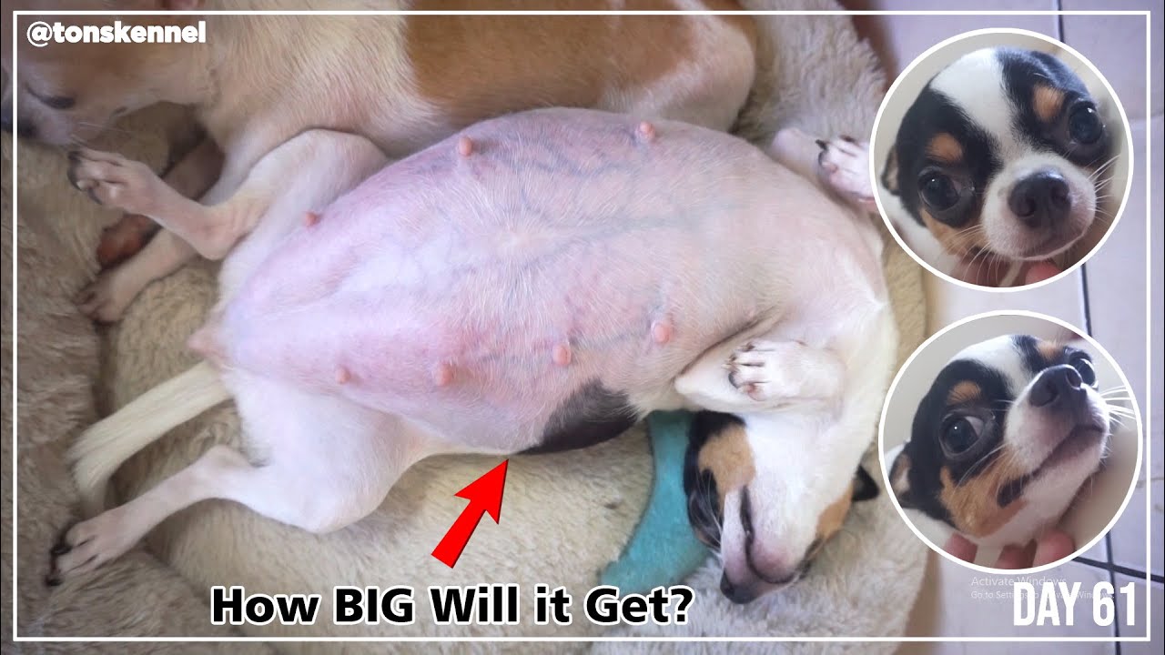 Dog's Pregnancy Period for 63 Days 