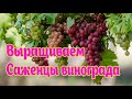 Проращивание черенков винограда Часть третья Пересадка в контейнеры