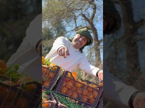 Djamel Sghir 2025 Nti Ma Tabghinich نديك لشريعة يا ربيعة Avec Wissem El Benz