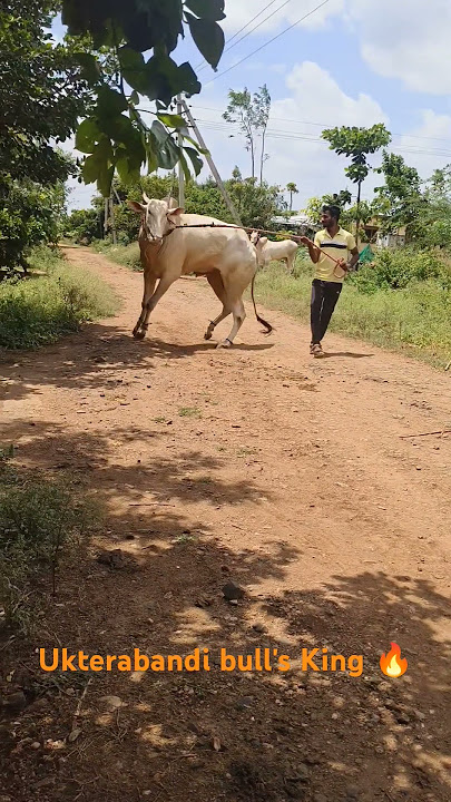 Kunitalo kunitalo Vantagodi lava hori kunitalo 🫶😘 #bailgada #bulls #bull #kannada #song #trending
