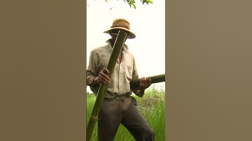 Nhà 2 lúa | Đặt trúm bắt lương khủng #Shorts, #nhahailua, #bepnha2lua, #amthuc, #mientay