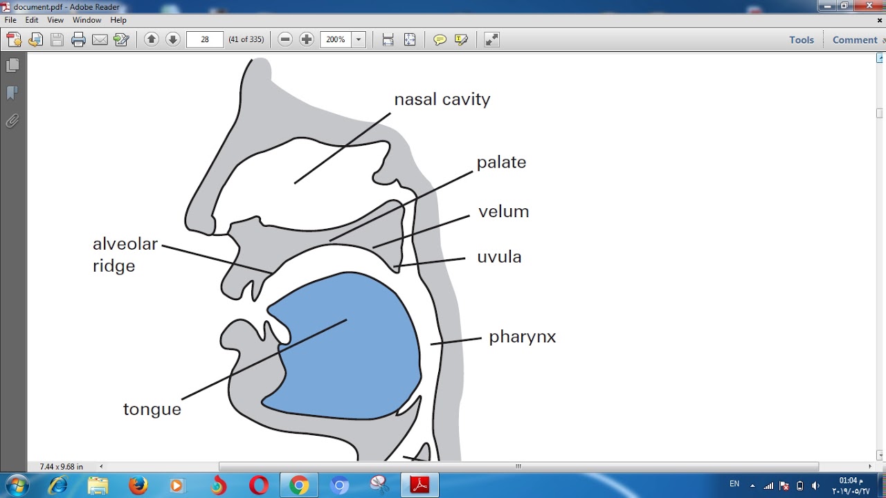 شرح مادة اللغة للمرحلةالثالثة الفصل الثالث الدرس الرابع The Sounds of Language -Linguistics