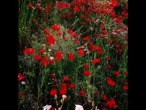 اهنگ سرت راانداختی پایین جواب سربالامیدی باصدای بهمن رحمانی