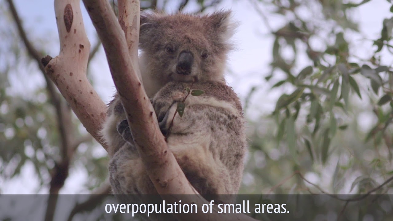 Koala Short How can you help - YouTube