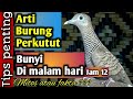 Arti burung perkutut bunyi di malam hari ??? mitos/fakta ⁉️